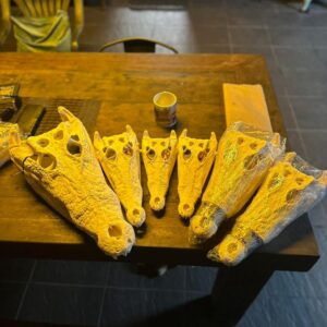 Crocodile Skulls 1
