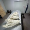 Crocodile Skulls 2
