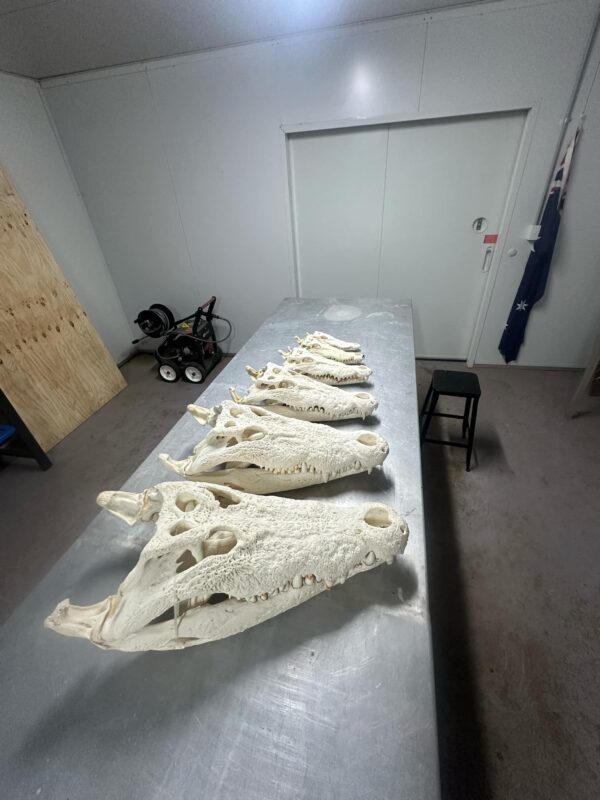 Crocodile Skulls 2