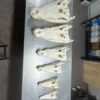 Crocodile Skulls 4