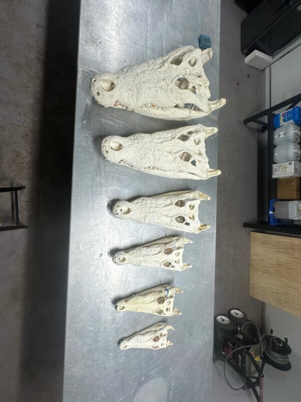 Crocodile Skulls 4